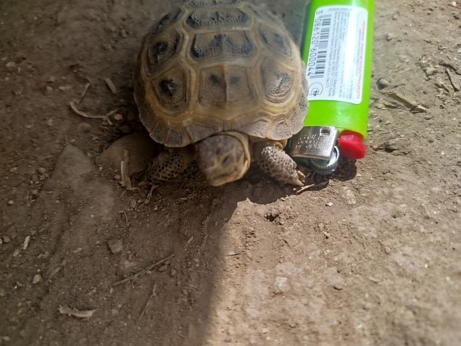 Сухопутная черепашка