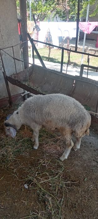Qo'chqorlar sotiladi 3800 Dan badani semiz buxoro