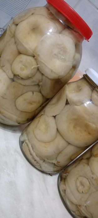 Продам грибы грузди.