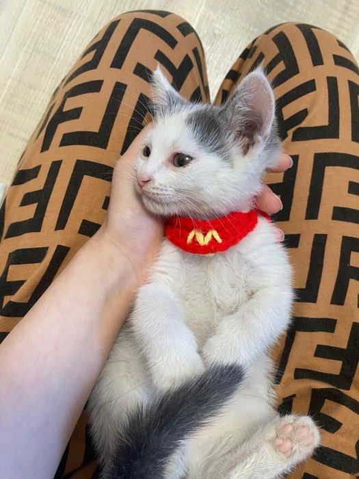Катенок в добрые руки