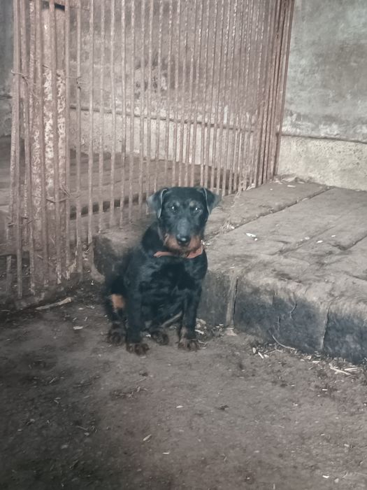 Продается немецкий ягдтерьр