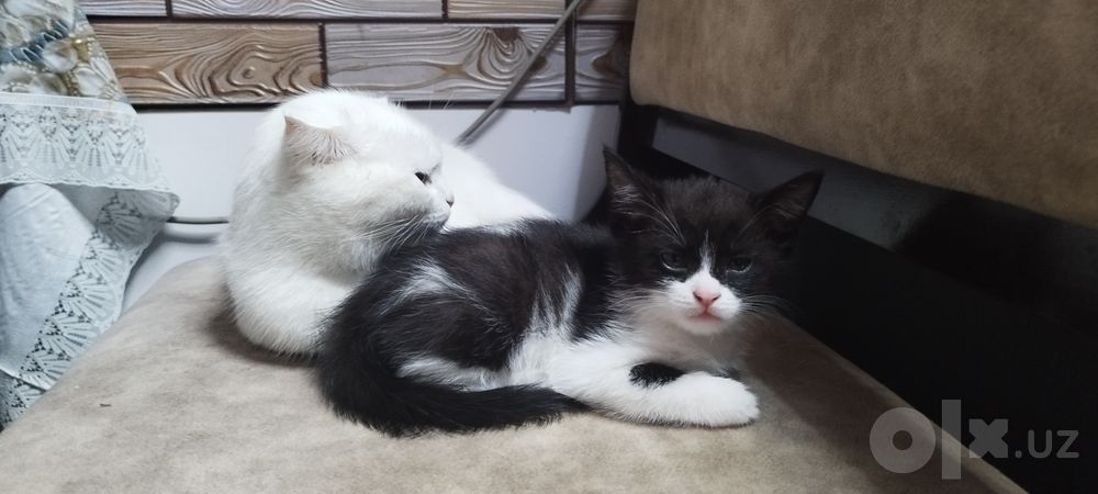 Отдам в заботливые добрые руки котенка девочка