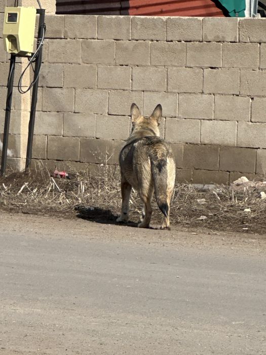 Щенята в добрые руки недорого