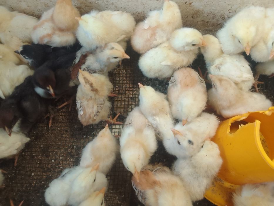 Цыплята десять дней.