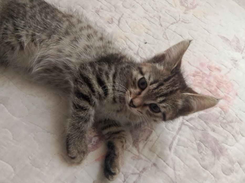 Котенок в добрые руки