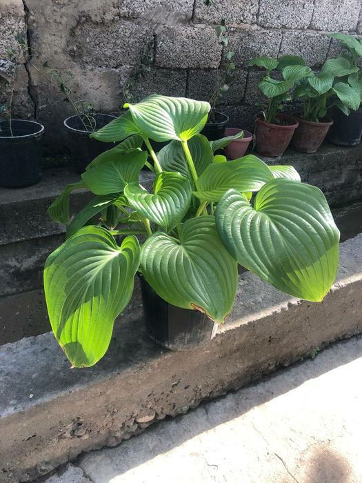 Хоста многолетнее растение