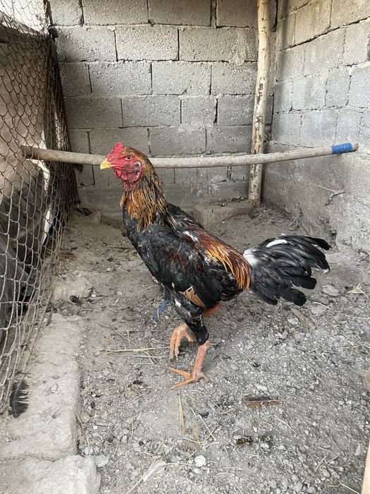 Dakang xuroz sotiladi