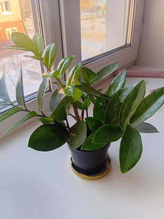 Денежное дерево продам