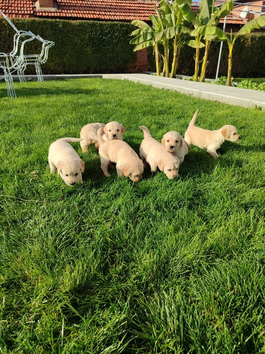 Голдън  ретривър