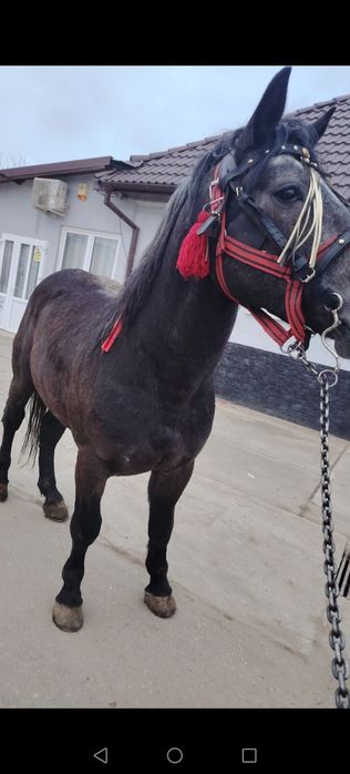 Armasar de vânzare sau schimb