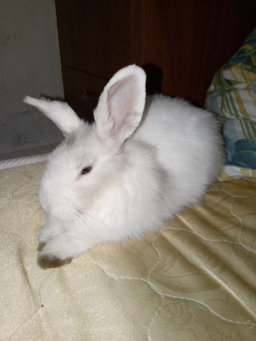 Отдам кролика даром срочно!