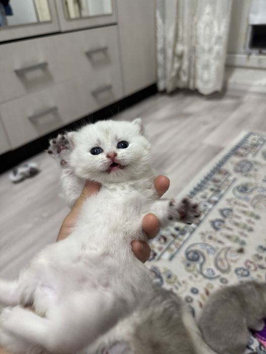 Шиншилы британские котята