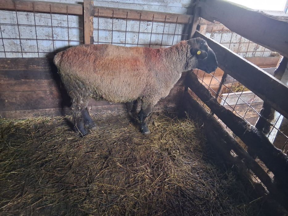 Berbec sulfok de vânzare