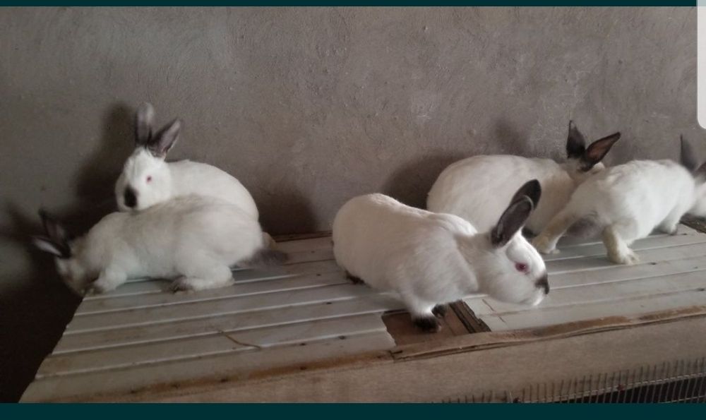 Продается Калефарнийские кролики