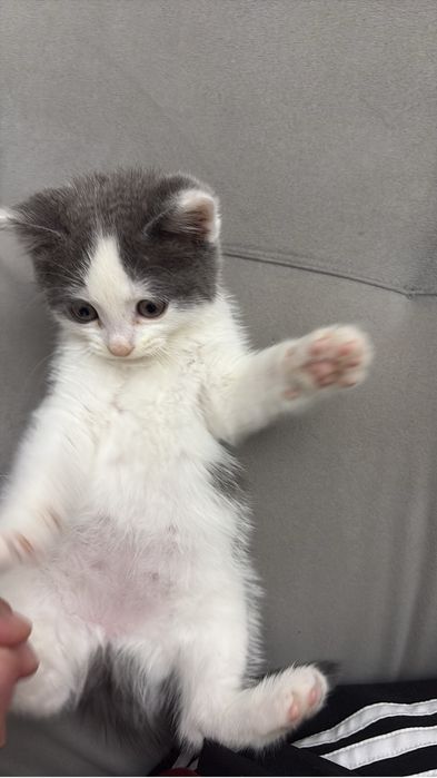 Отдам кошку в хорошие руки