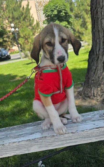 Домашняя собака в добрые руки