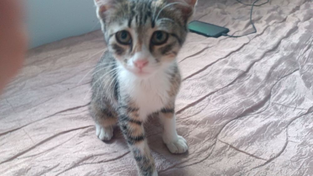 Подарявам 4 котета,2 женски.Спасени.