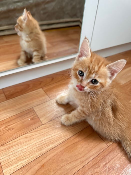 Котята миленькие