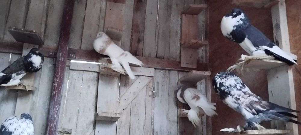 Porumbei gușați de pomerania