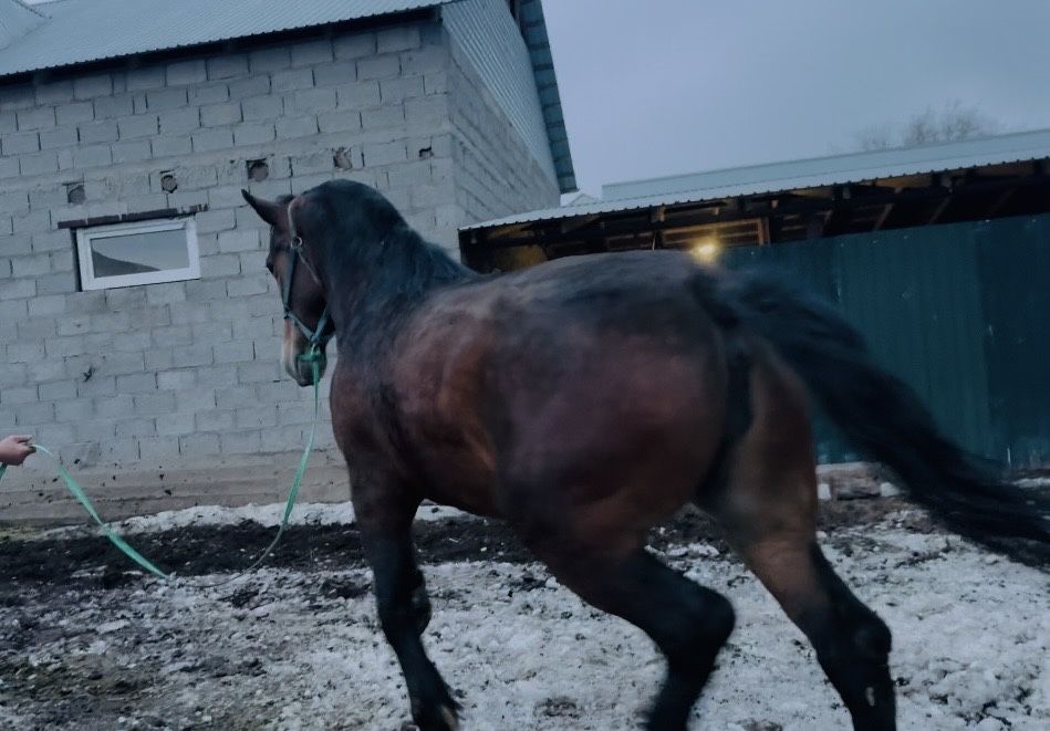 Продам Элитную Кобылу