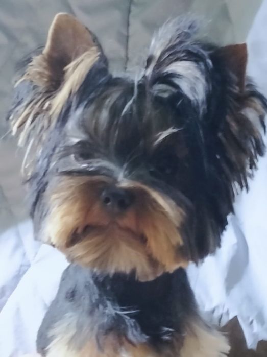 Кобель йорк мини для вязки