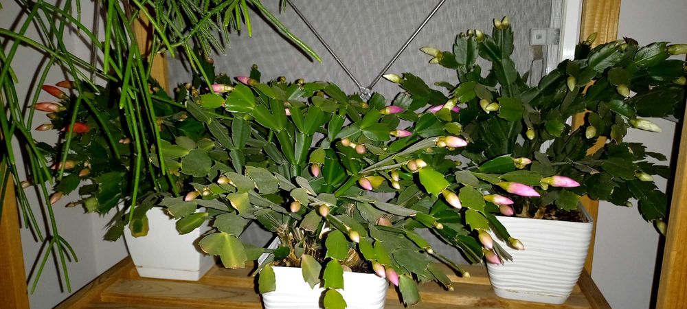 Декабрист (шлюмбергера)