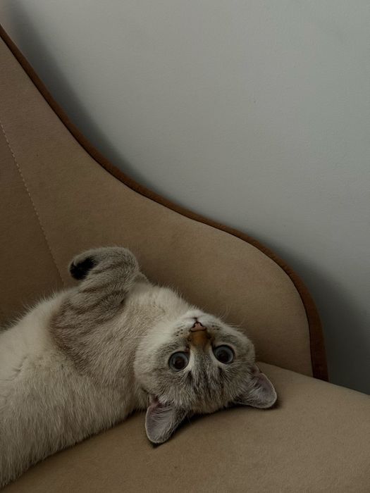 Кошка табби-пойнт с ветпаспортом
