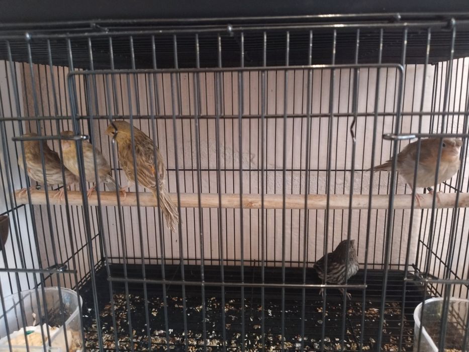 Конарейка придаётся