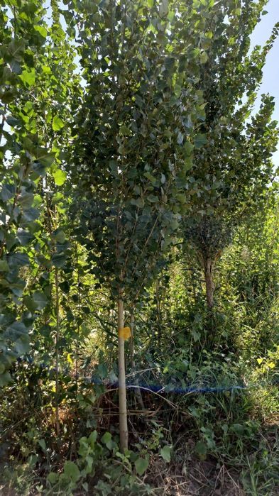 Клен сосна Ель тополь вязь берёза липа