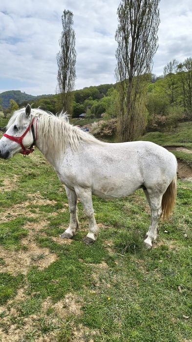 vând o iapă și un cal