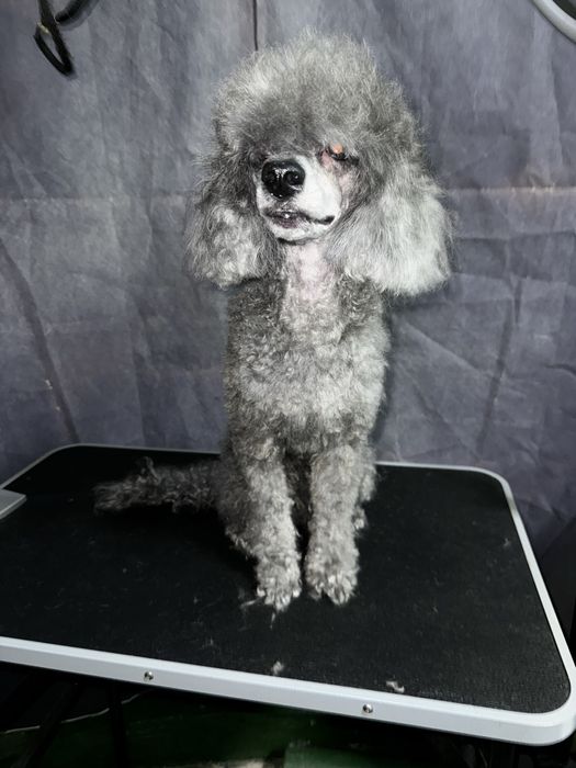 Бережный груминг для кошек и собак