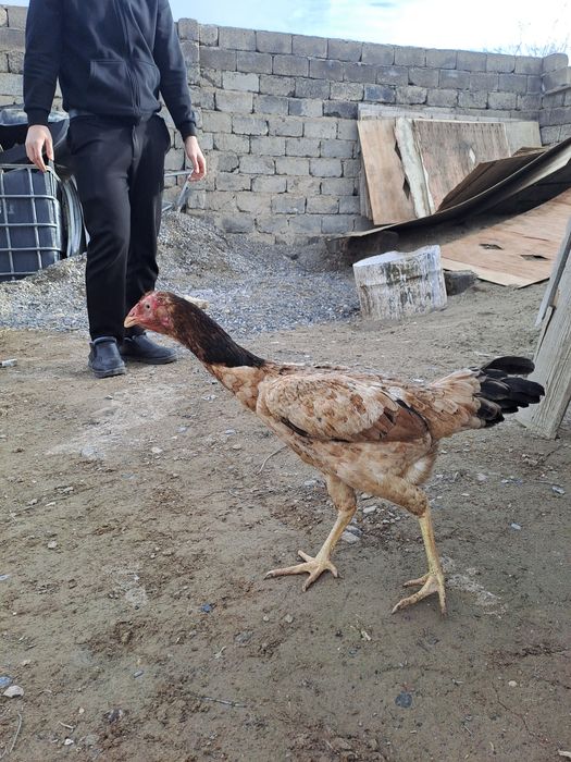 Бойцовская курица