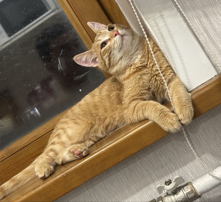 Молодой котик в добрые  руки ( кастрирован )