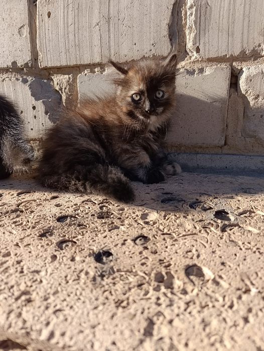 Котята в добрые руки! 5 малышей, мальчики и девочки»