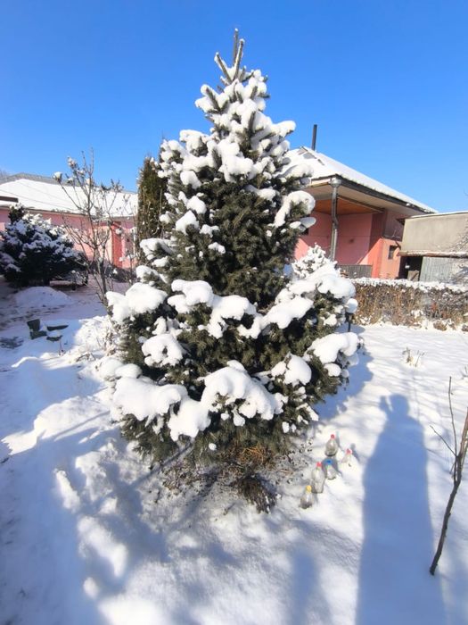 Продам зеленые пышные елки!