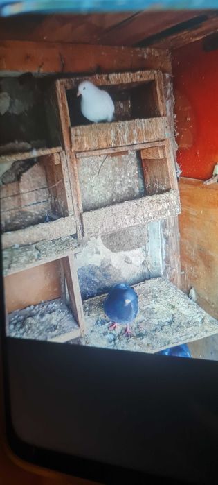 подарявам гълъби