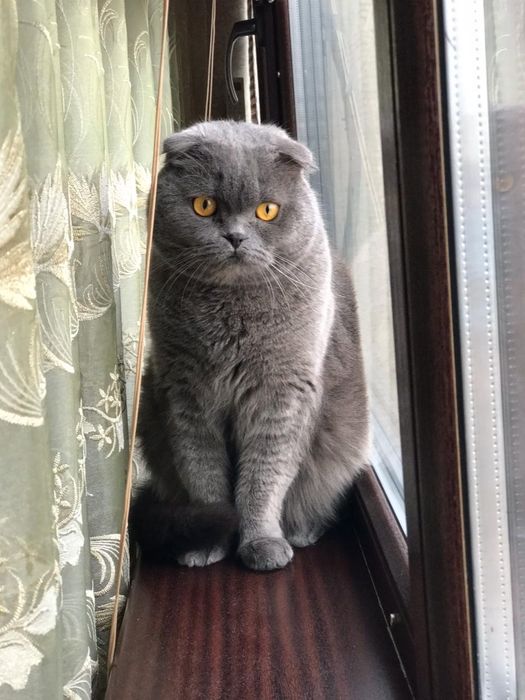 Отдам кота Бесплатно