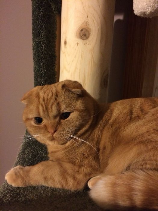 Scottish fold (orange)Garfield