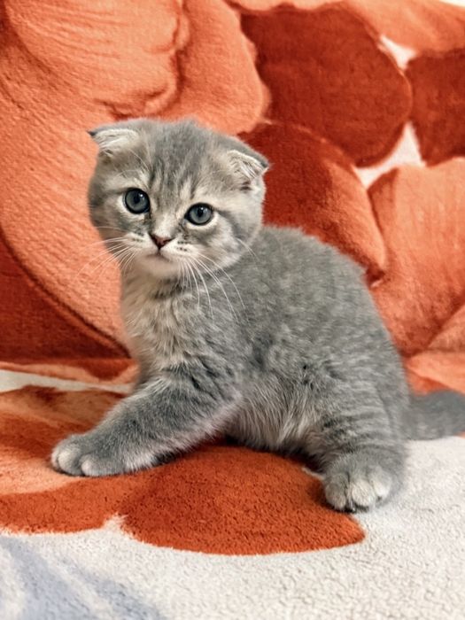 Веслоухая шотландская кошечка