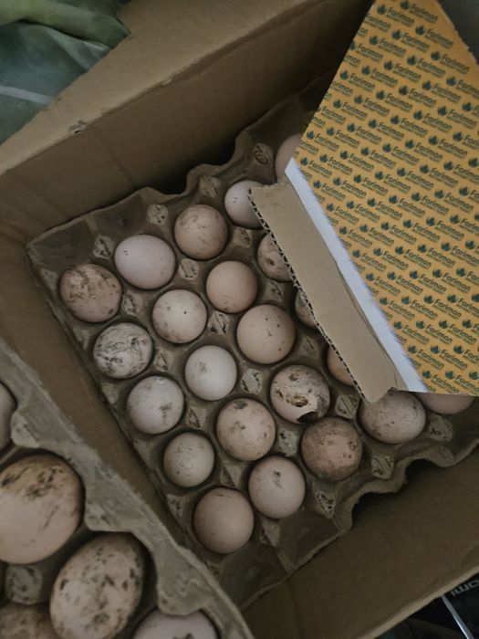 Дакан Жұмыртқа Яйцо