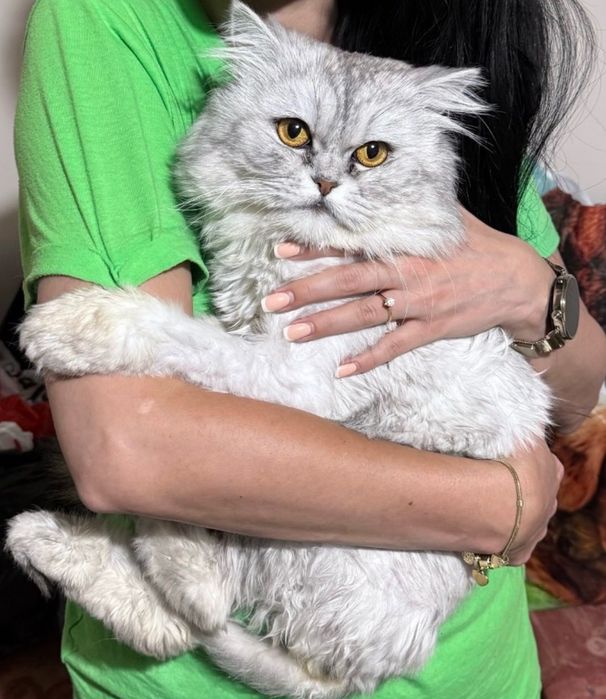 Котенца персийски чинчили