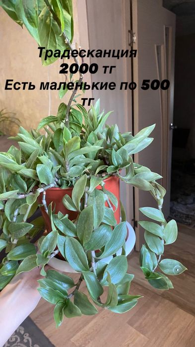 Продам комнатные цветы