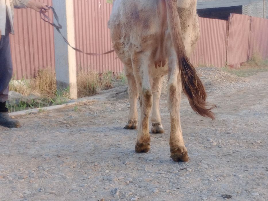 Sigir boqilgan  go‘shtga tayyor