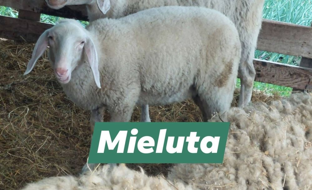 Vând oi si miei marfa