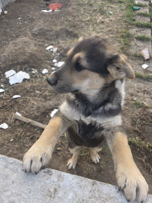 Отдам в добрые руки даром!