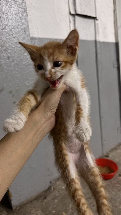 Отдам котенка в добрык руки