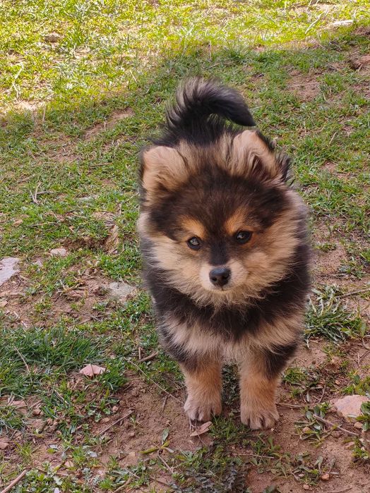 померан шпиц мини