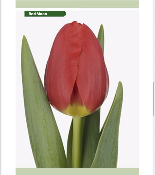 Продаем голандские тюльпаны оптом