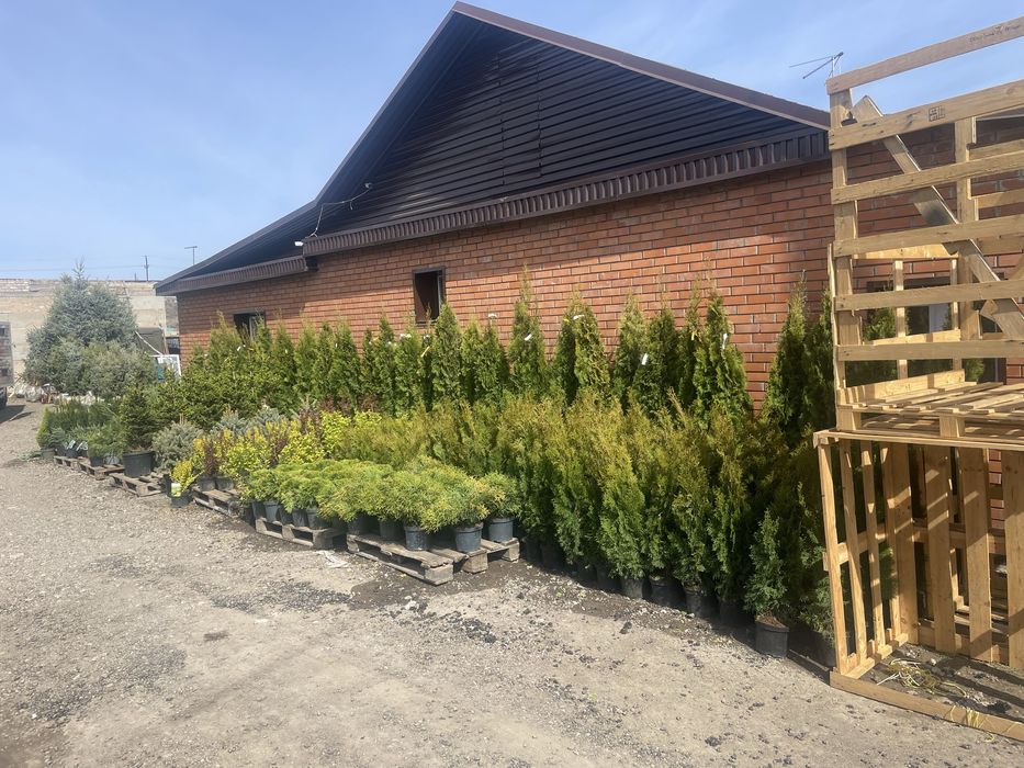 Продажа саженцев Кокарал 22/1