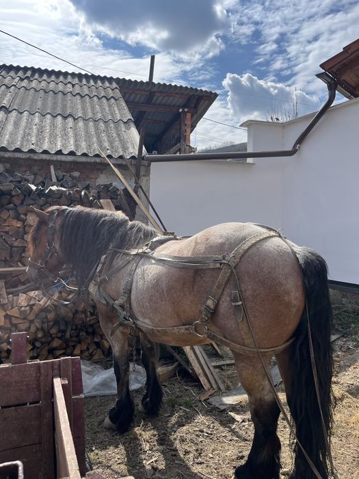 Vand cal de tractiune